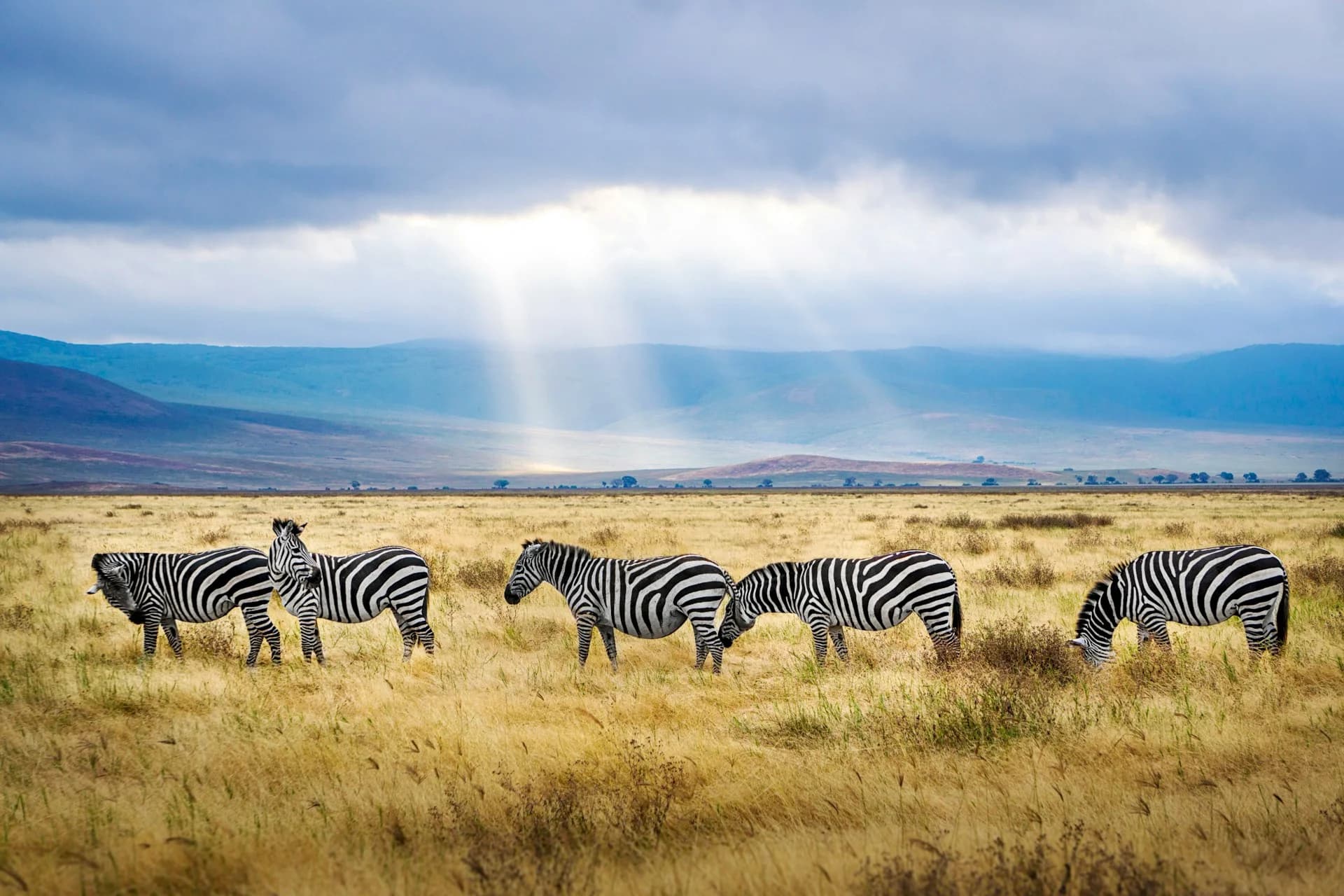 Serengeti & Zanzibar
