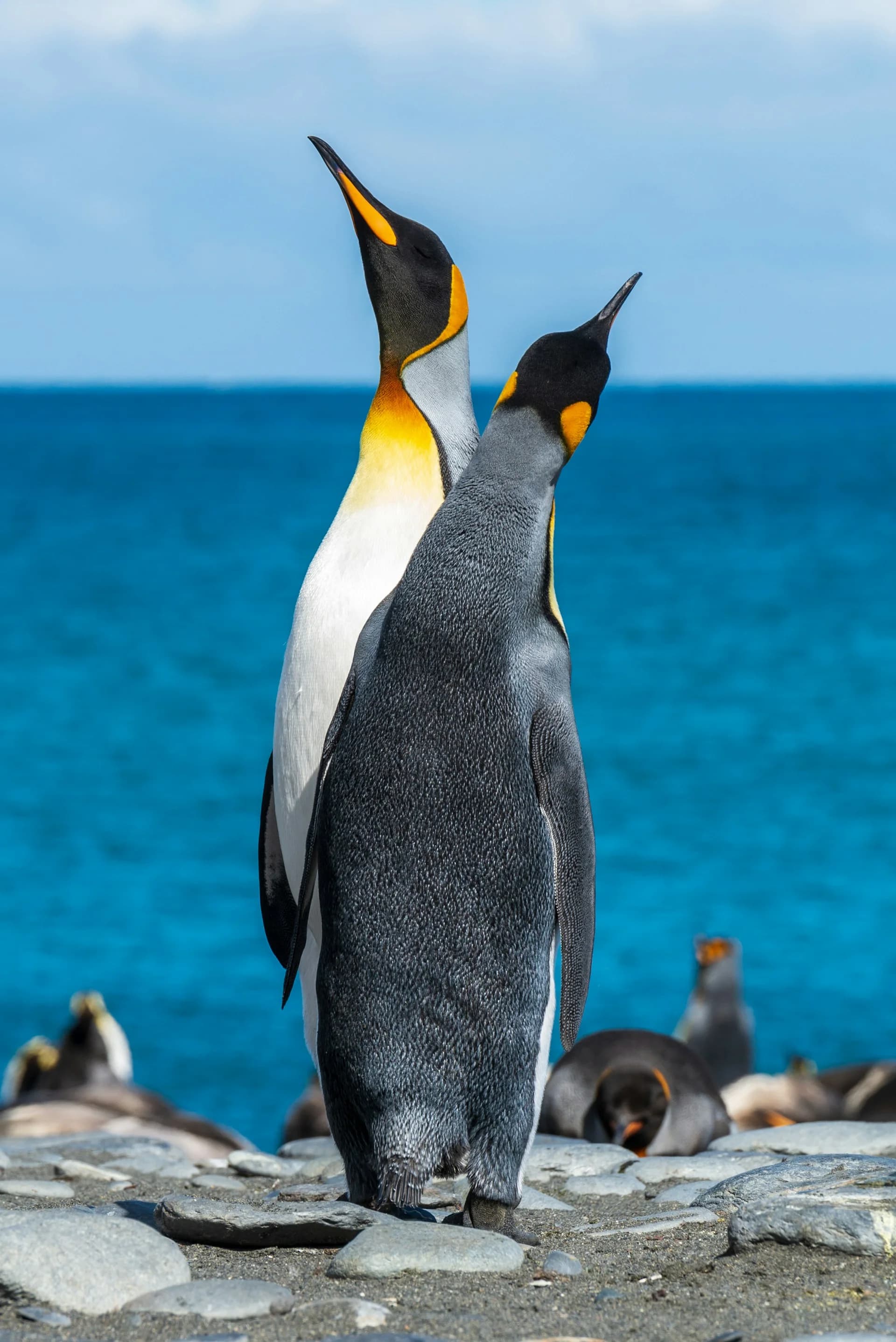 Antarctica Experience